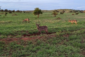 4 Days Safari Masai Mara