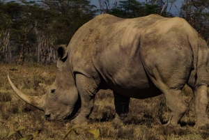 4 days safari to Masai Mara national reserve & Lake Nakuru