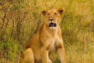 4 days safari to Masai Mara national reserve & Lake Nakuru