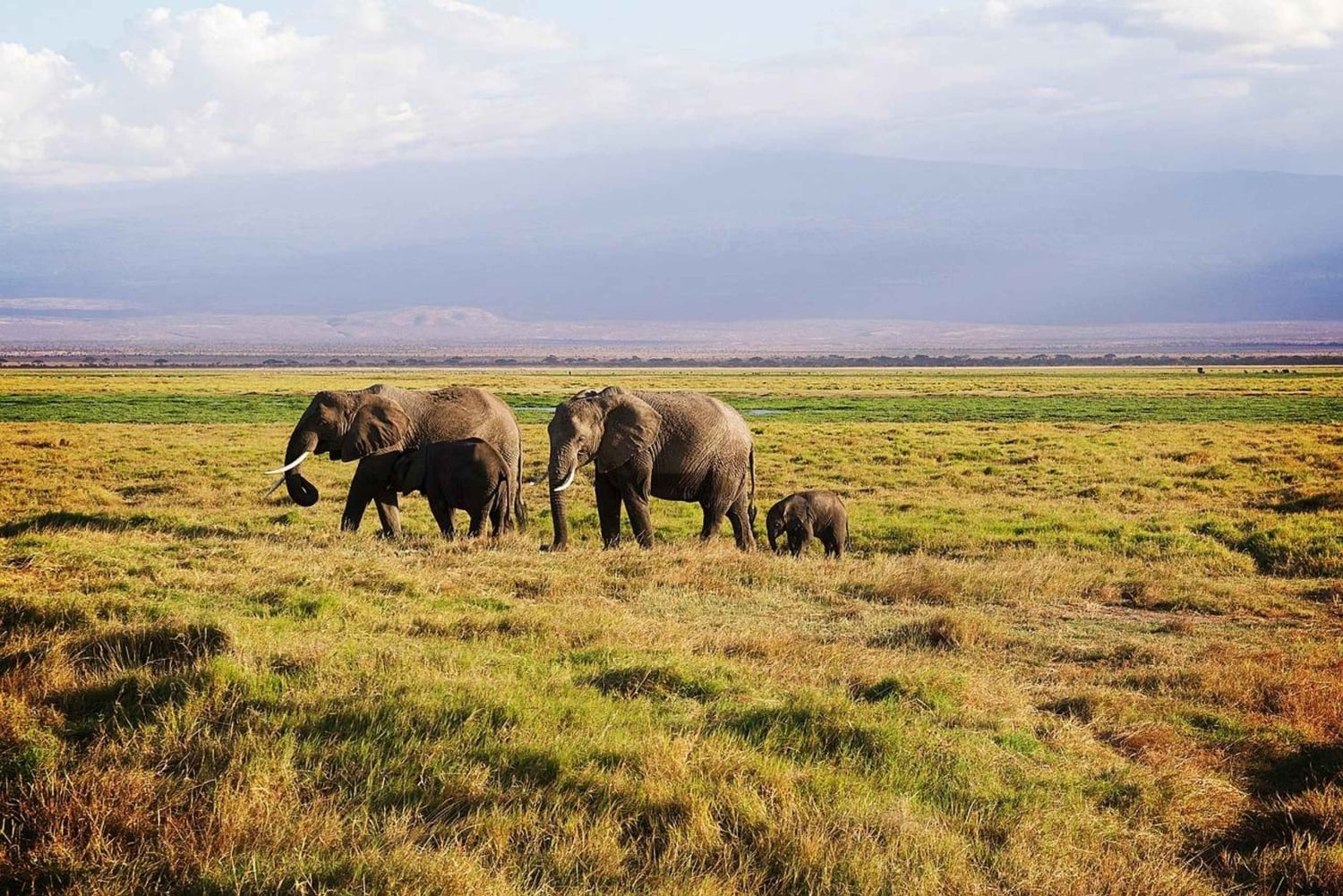 4 dagars safari till parkerna Tsavo East, Amboseli och Tsavo West