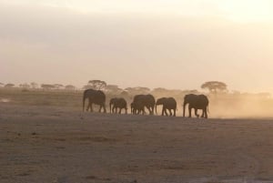 4 dagars safari till parkerna Tsavo East, Amboseli och Tsavo West