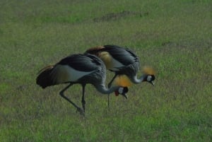 4 dagars safari till parkerna Tsavo East, Amboseli och Tsavo West