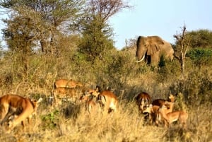 4 dagars safari till parkerna Tsavo East, Amboseli och Tsavo West