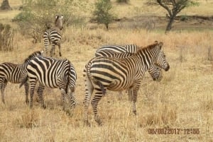 4 Days Samburu Game Drive and Tree Lodge Stay