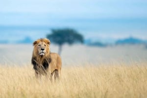 SAFARI DE 4 DÍAS EN GRUPO REDUCIDO A MAASAI MARA Y L NAKURU EN 4X4