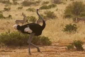 SAFARI DE 4 DÍAS EN GRUPO REDUCIDO A MAASAI MARA Y L NAKURU EN 4X4