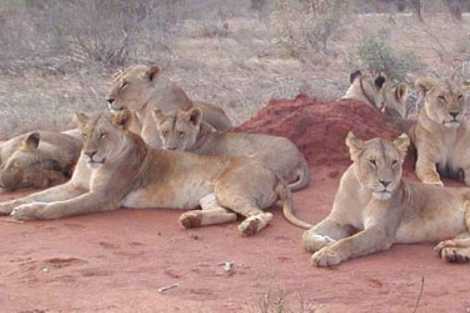 4 dages safari i Tsavo East, Amboseli og Saltlick Lodge