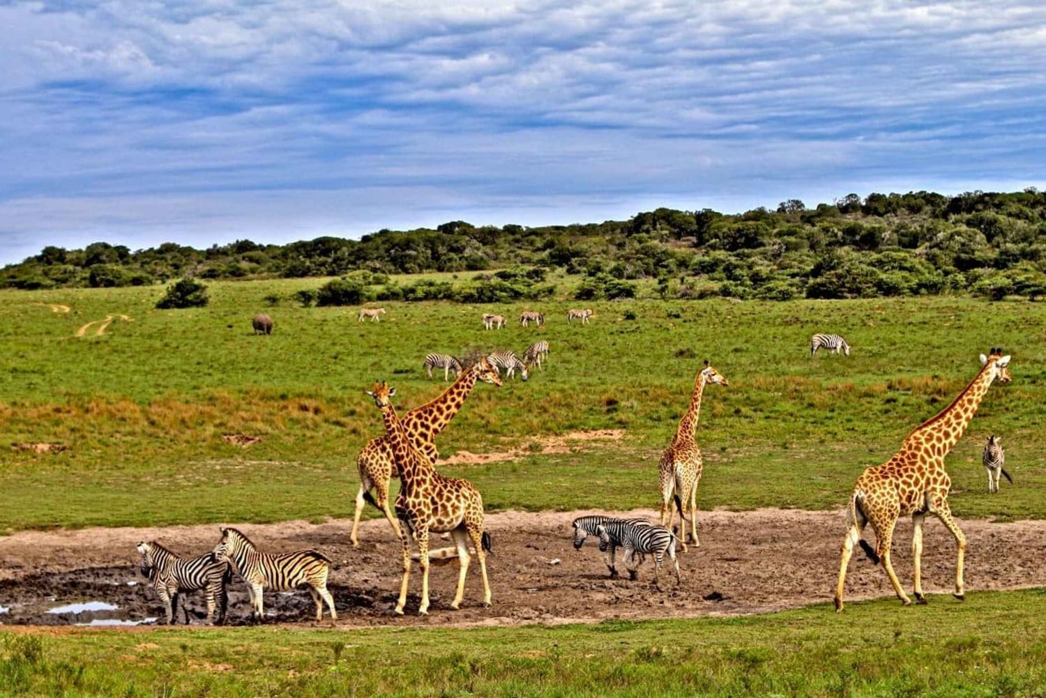 4 dages safari i Tsavo East, Amboseli og Saltlick Lodge
