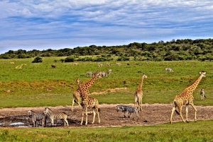 4 dages safari i Tsavo East, Amboseli og Saltlick Lodge