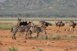 4 dages safari i Tsavo East, Amboseli og Saltlick Lodge