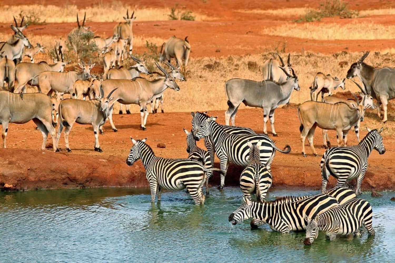 4 jours dans les parcs nationaux Tsavo Est et Ouest et Amboseli au départ de Mombasa