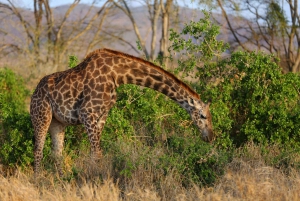 4 giorni di safari Tsavo Est e Tsavo Ovest da Mombasa
