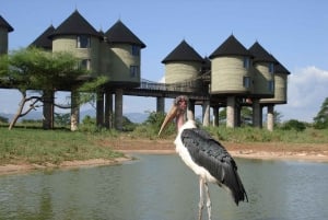 4 giorni di safari Tsavo Est e Tsavo Ovest da Mombasa