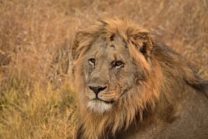4 giorni di safari Tsavo Est e Tsavo Ovest da Mombasa