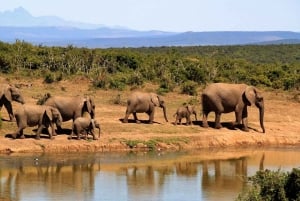 4 giorni di safari Tsavo Est e Tsavo Ovest da Mombasa