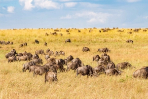 4 Days wildebeest migration masai mara + village visit