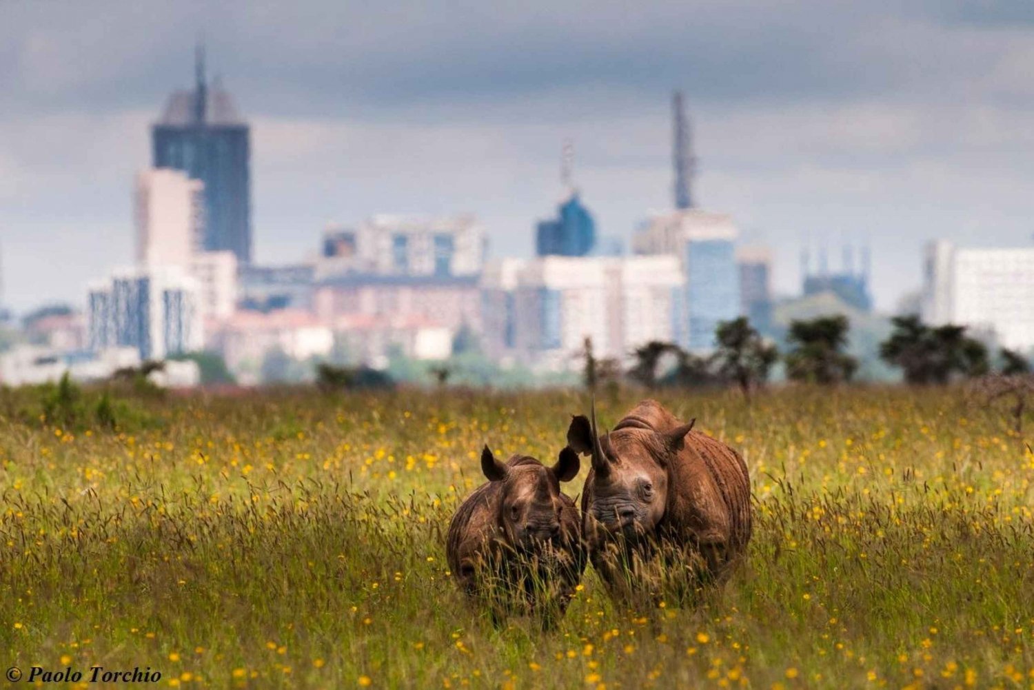Visite en petit groupe du parc national de Nairobi.