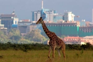 Small group tour game drive to Nairobi National Park.