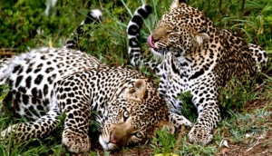 4b Six Day - Luxury Flying Safari