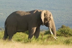 5-dagars lyxresa till Amboseli, Lake Naivasha och Masai Mara