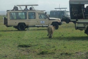 5-dagars lyxresa till Amboseli, Lake Naivasha och Masai Mara