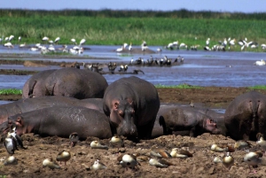 5 päivän Kenia-seikkailu safaripaketti