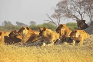 5 päivän Kenia-seikkailu safaripaketti