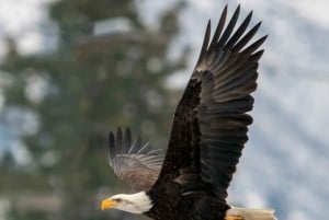 5-daagse huwelijkssafari in Masai Mara, Lake Nakuru en Naivasha