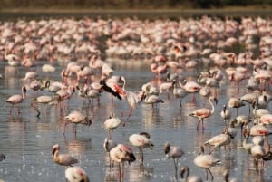 5-daagse huwelijkssafari in Masai Mara, Lake Nakuru en Naivasha