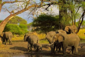 5-dages Masai Mara-Nakuru-Naivasha-Safari med budgetgruppe