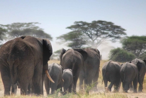 Safari economico di 5 giorni Masai Mara-Nakuru-Naivasha-Goining Group