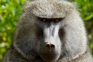 5-dages Mount Kenya: Chogoria-Narumoro Route Adventurous Trek.