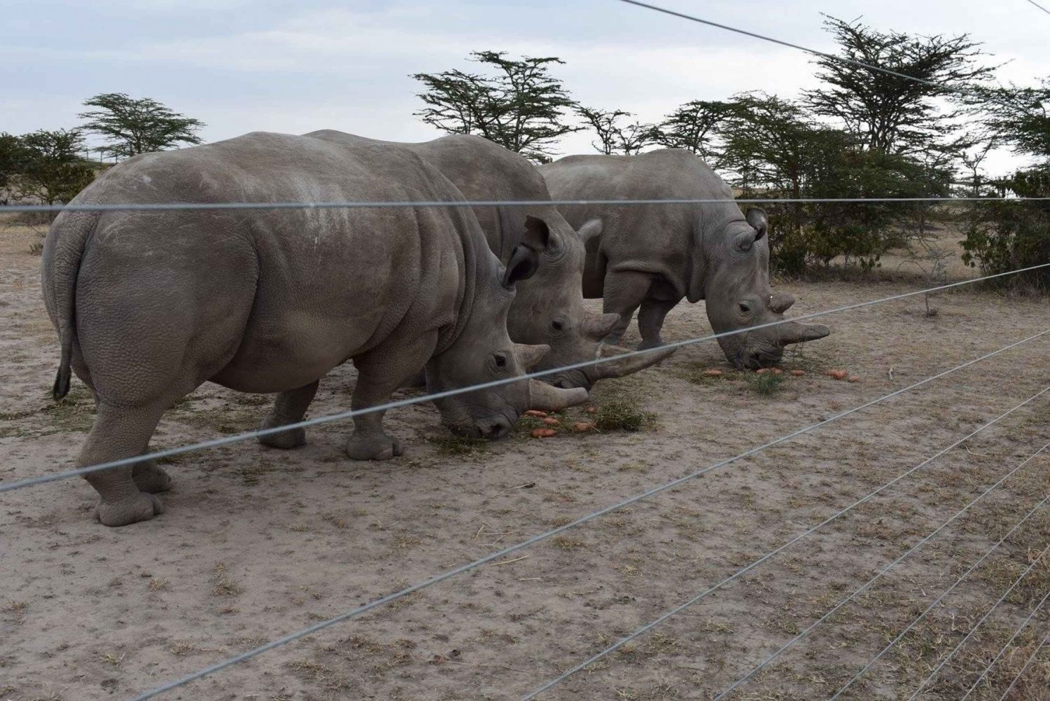 5 päivän 4 yön safari Samburuun ja Ol pejeta Conservancyyn