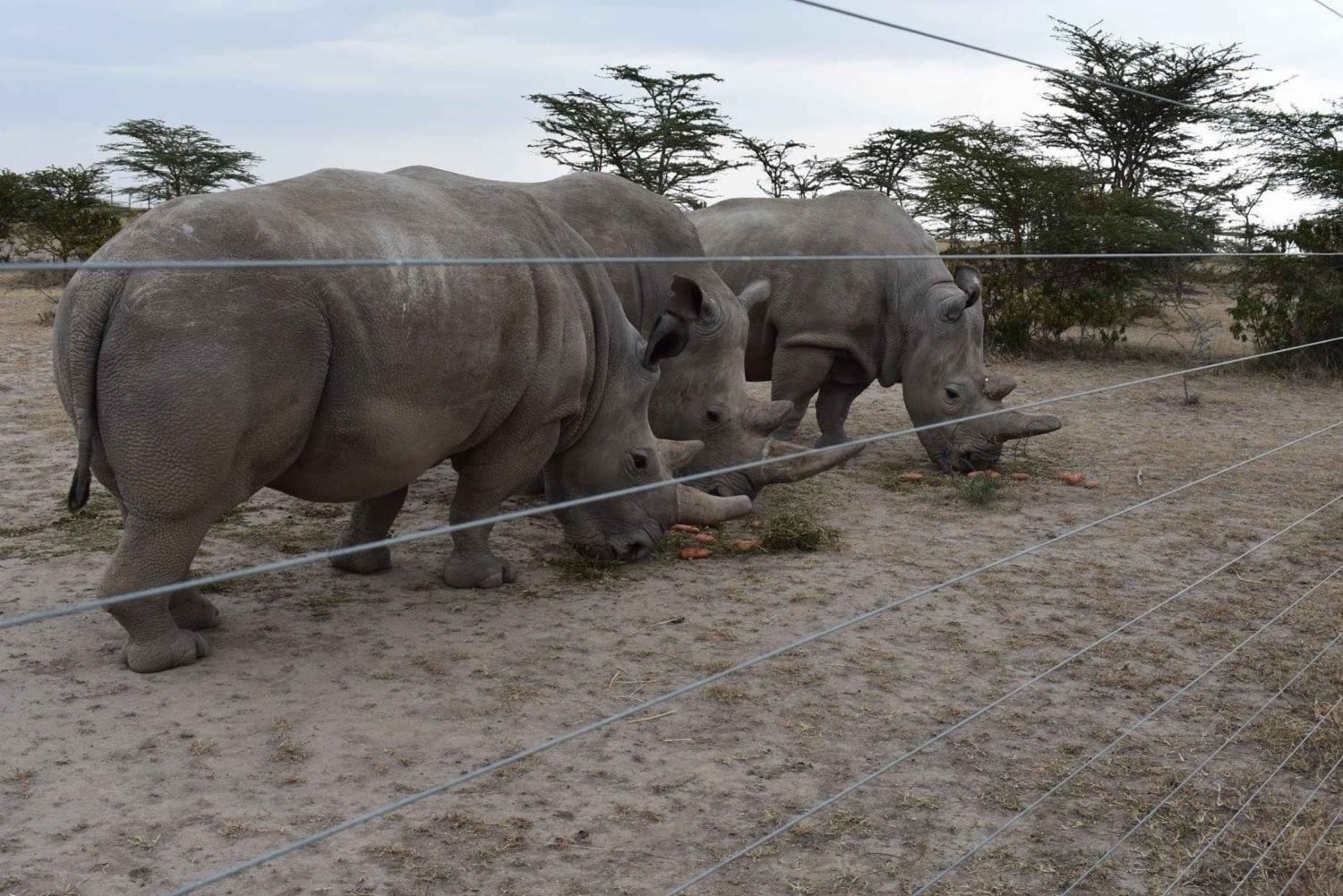 5 días y 4 noches de safari a Samburu y Ol Pejeta Conservancy
