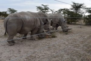5 päivän 4 yön safari Samburuun ja Ol pejeta Conservancyyn