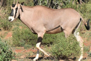 5 päivän 4 yön safari Samburuun ja Ol pejeta Conservancyyn