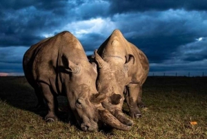 5 päivän 4 yön safari Samburuun ja Ol pejeta Conservancyyn