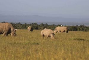 5 päivän 4 yön safari Samburuun ja Ol pejeta Conservancyyn