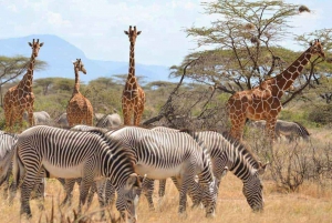 5 päivän 4 yön safari Samburuun ja Ol pejeta Conservancyyn