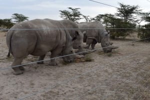 5 días y 4 noches de safari a Samburu y Ol Pejeta Conservancy
