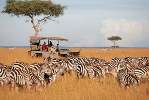 5 días y 4 noches de safari a Samburu y Ol Pejeta Conservancy