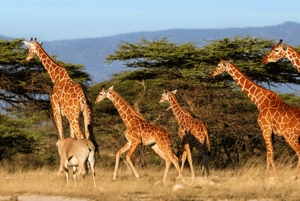 5 días y 4 noches de safari a Samburu y Ol Pejeta Conservancy