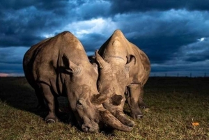 5 días y 4 noches de safari a Samburu y Ol Pejeta Conservancy