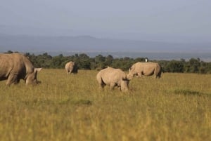 5 días y 4 noches de safari a Samburu y Ol Pejeta Conservancy