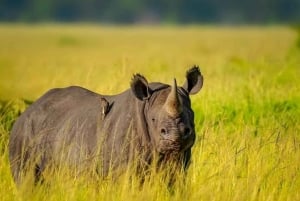 5 días y 4 noches de safari a Samburu y Ol Pejeta Conservancy