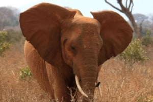 5 Days 4 nights Safari to Tsavo East,Tsavo West and Amboseli