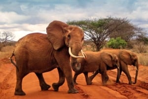 5 Days 4 nights Safari to Tsavo East,Tsavo West and Amboseli