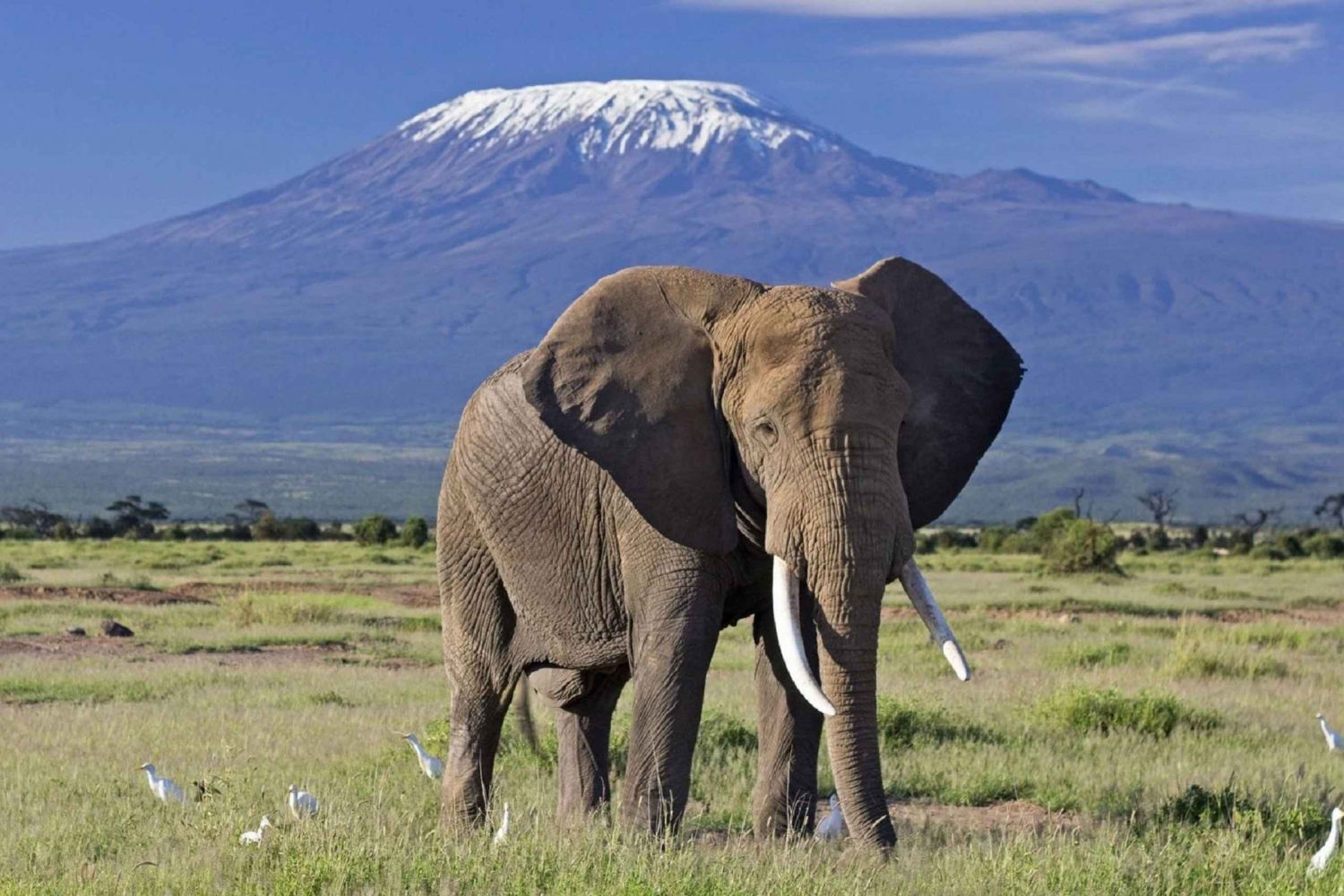 Safari de 5 días por Amboseli / Tsavo Oeste y Tsavo Este