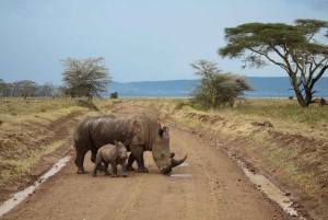 5 dagers safari i Amboseli/Tsavo Vest og Tsavo Øst
