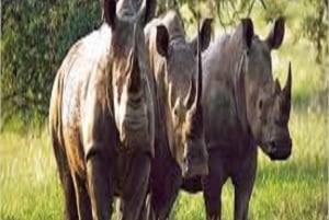 5-Days Friendly Tour: Tanzania Wildlife Joining Safari